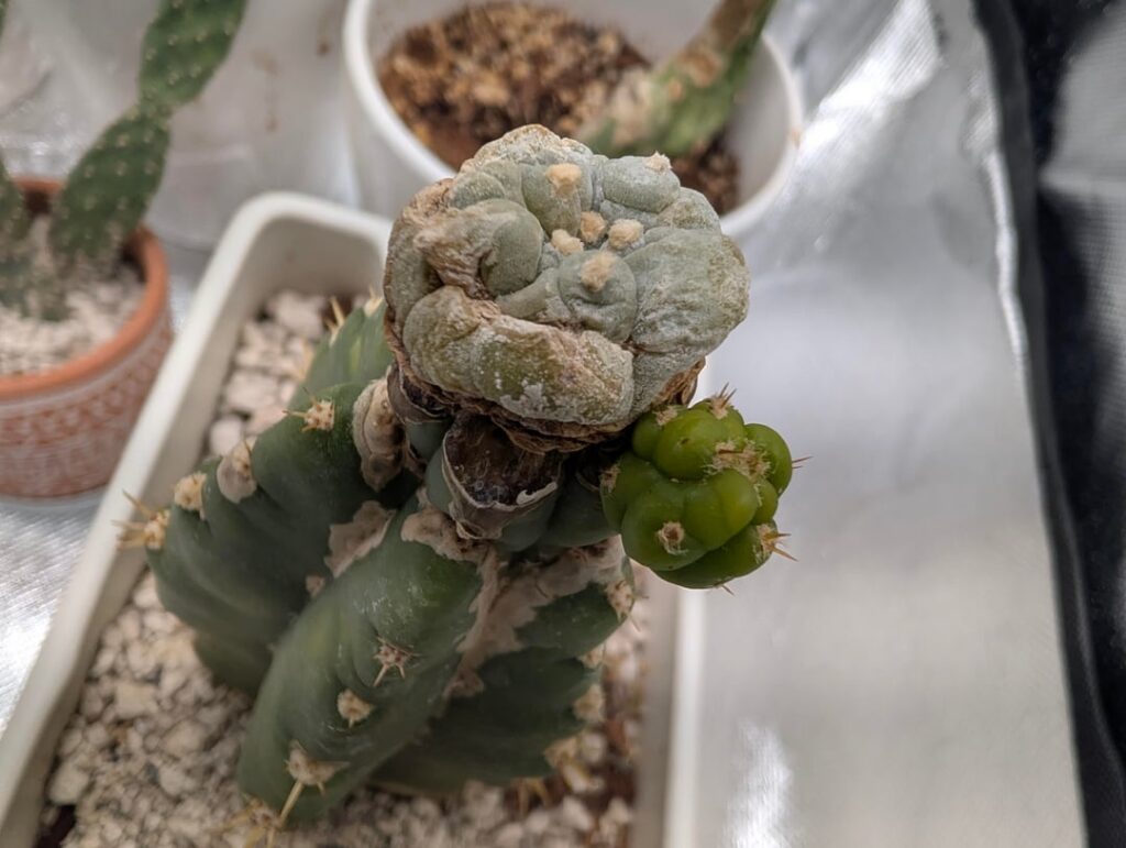 Will the Pup cause issues to graft?