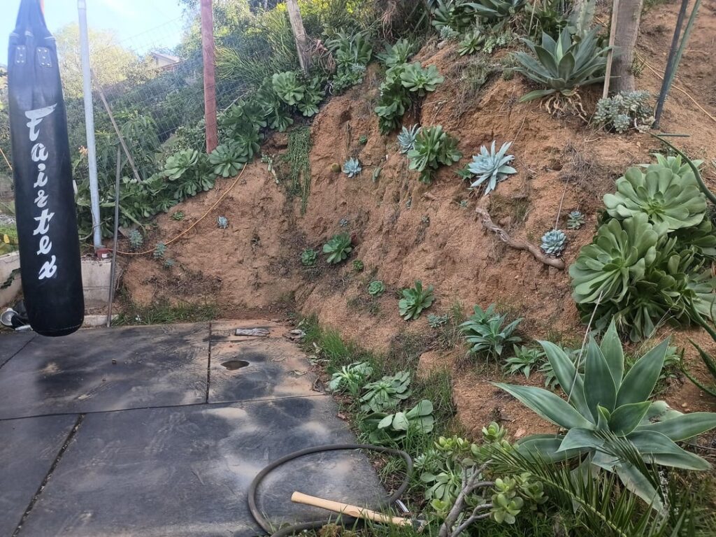 Succulent cliffside!