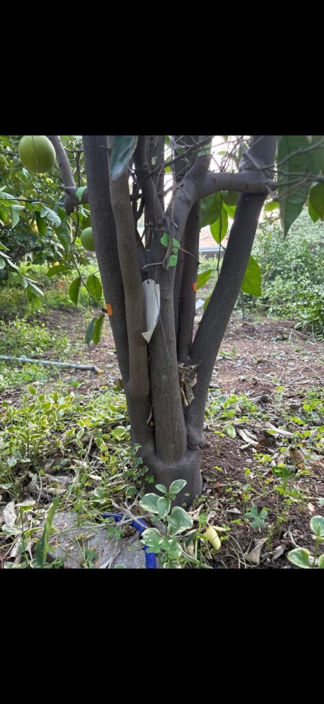 Root stock taking over. Did I kill my orange trees?