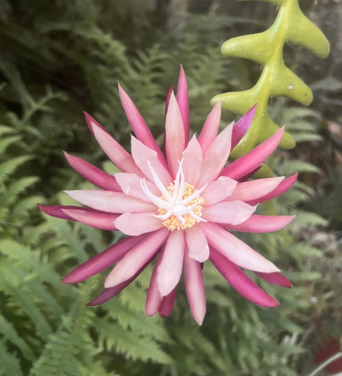 Selenicereus anthonyanus / Zig-zag cactus Selenicereus anthonyanus / Zig-zag cactus