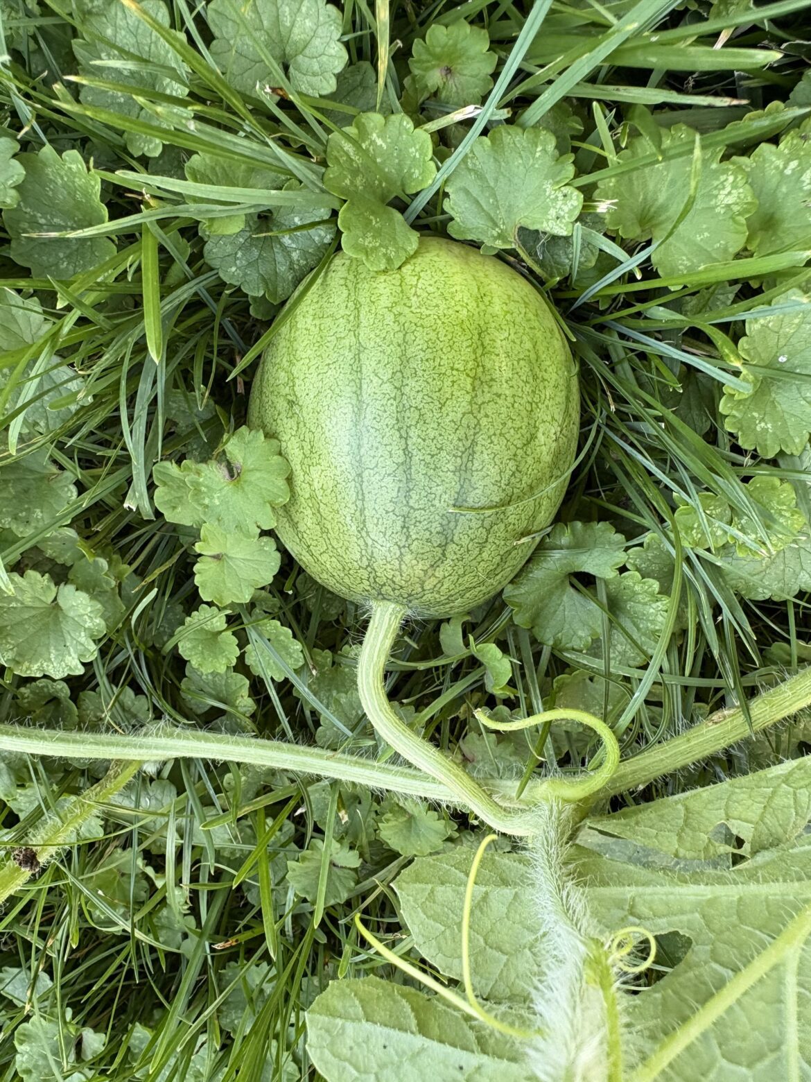 Missing my vegetable gardens! Winter sucks