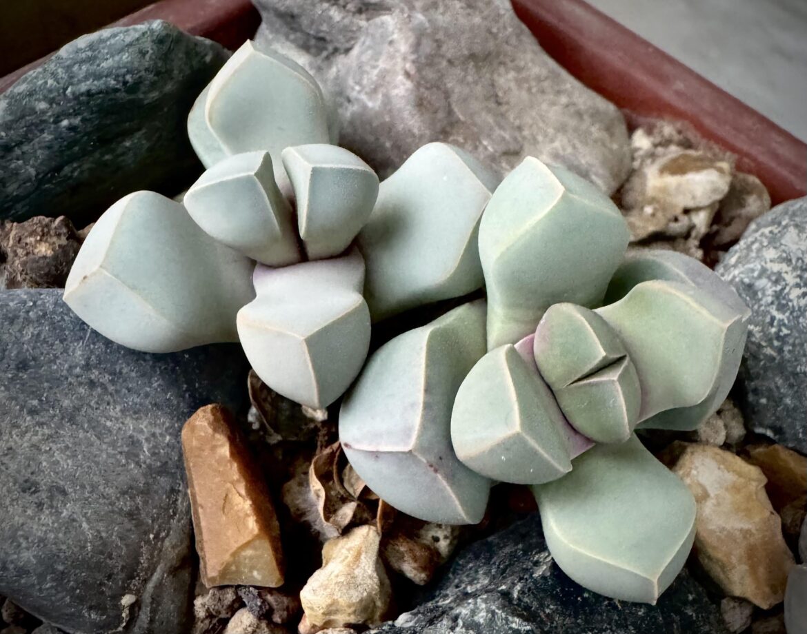 Natures geometry-lapidaria margaretae