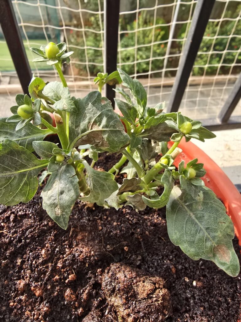 Help with Dahlia health Help with Dahlia health