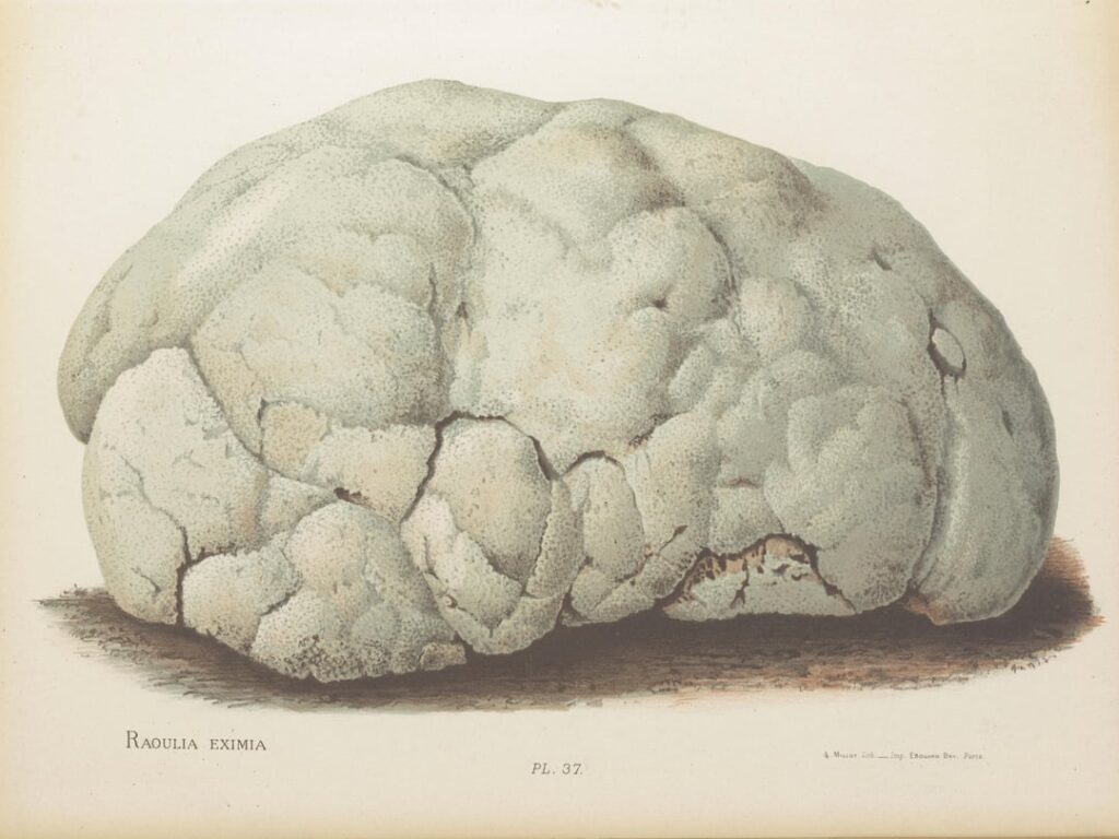 This chromolithograph of Raoulia Eximia, by Georgina Hetley (1889) this cushion plant in the sunflower/daisy family Asteraceae is sometimes referred to as "Vegetable Sheep" due to its sheep like appearance. Native to NZ (Photos from iNat)