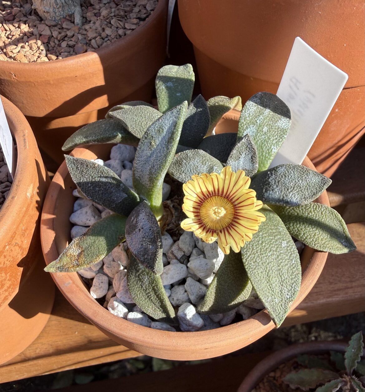 Aloinopsis rubrolineata