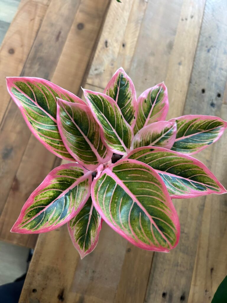 Aglaonema Lotus Delight 💗