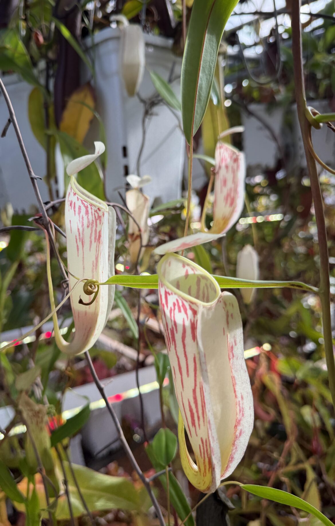 My Nepenthes glabrata is serving full holiday vibes today My Nepenthes glabrata is serving full holiday vibes today