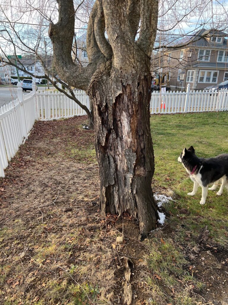 Can I save the tree? Can I save the tree?