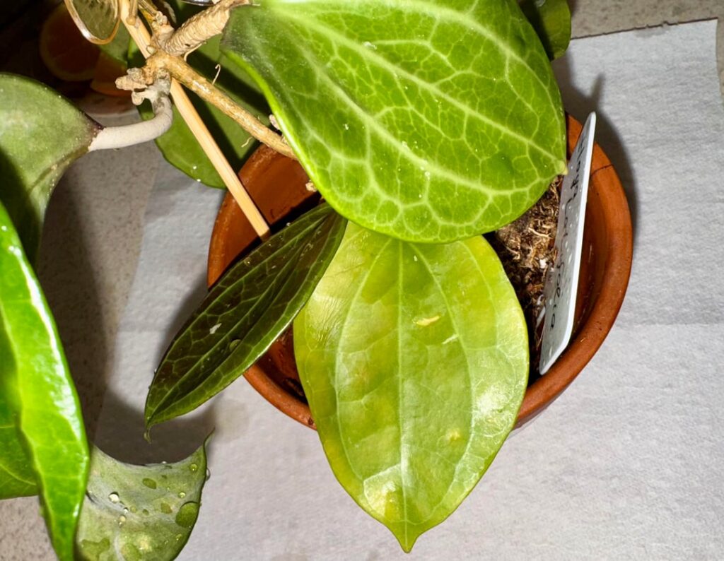 Help needed please 🙏