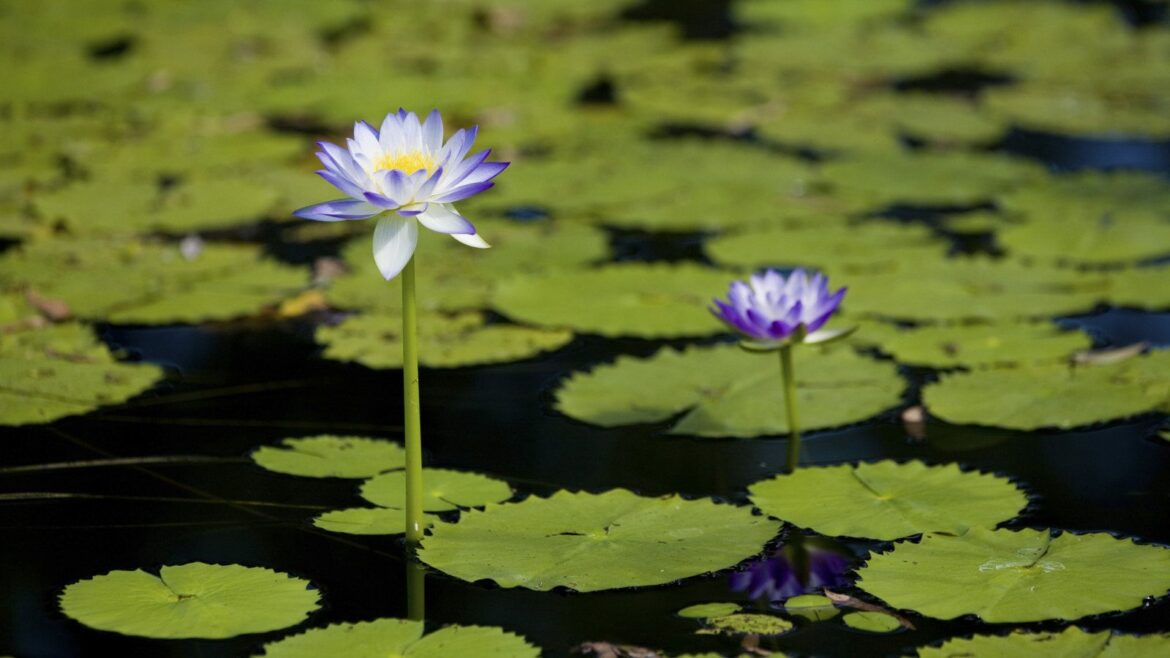 Blue water lily flowers standing tall above the surface of the water