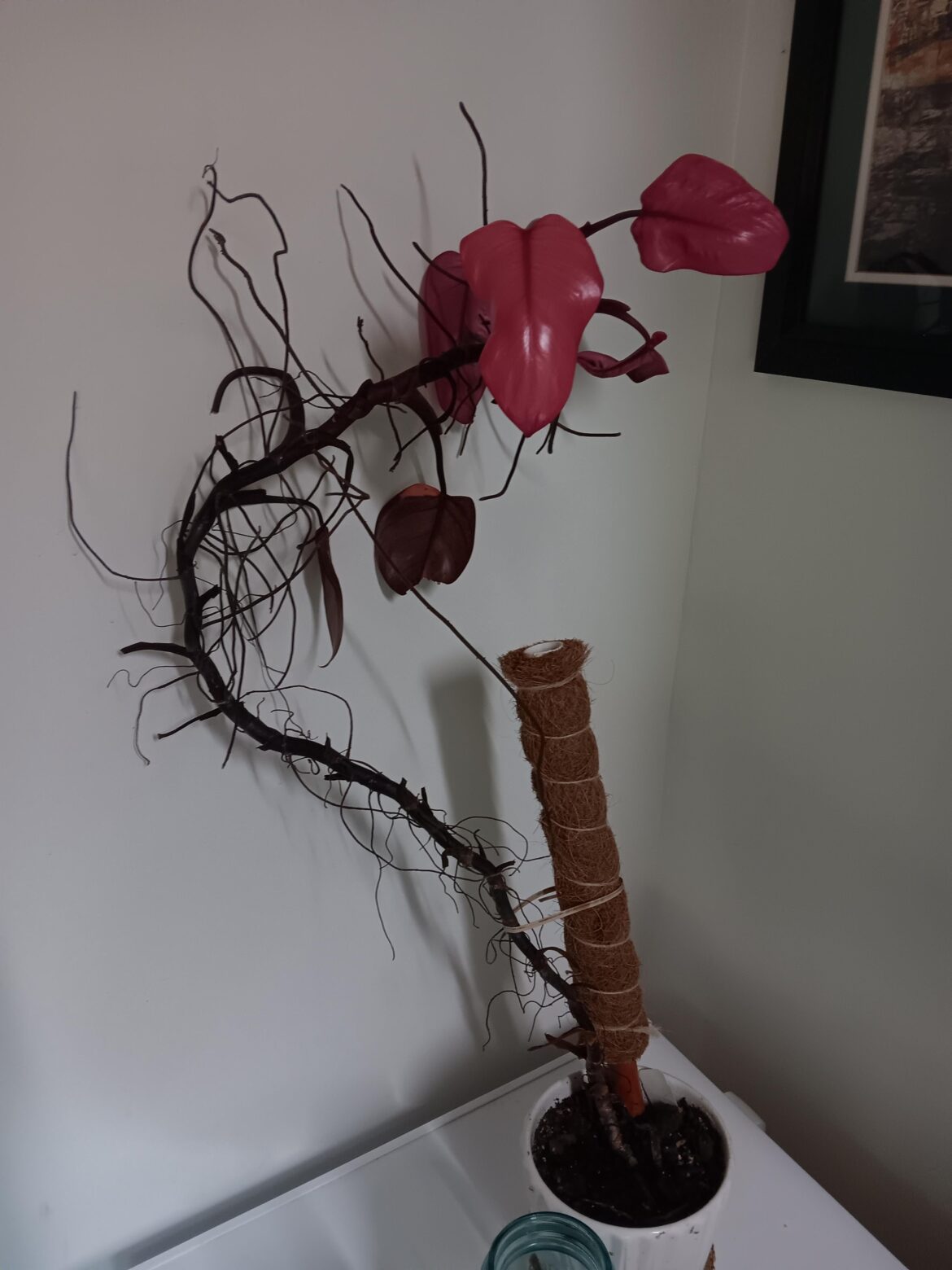 How should I repot this pink princess Philodendron?