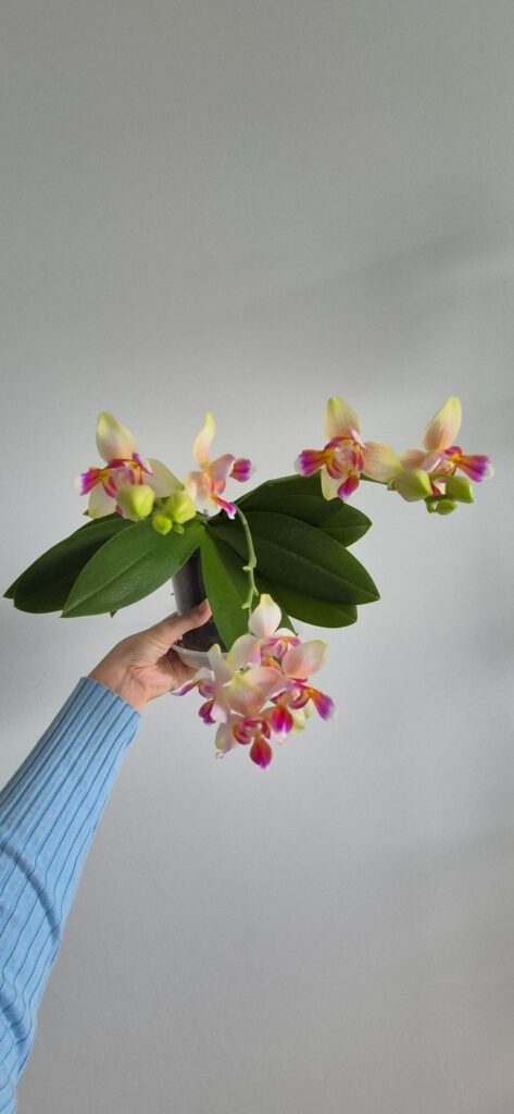 All three spikes opened! A christmas present for meee