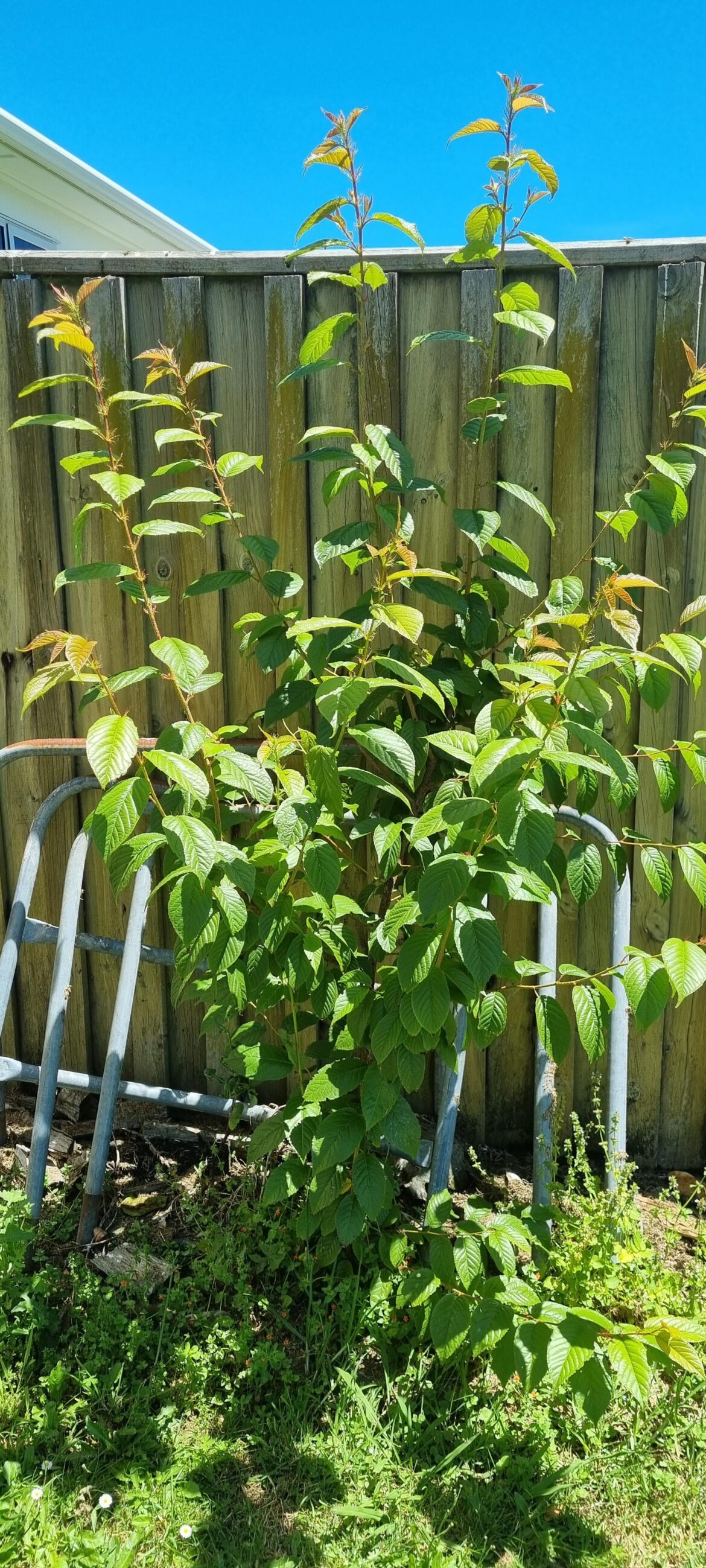 What is this plant in my backyard?