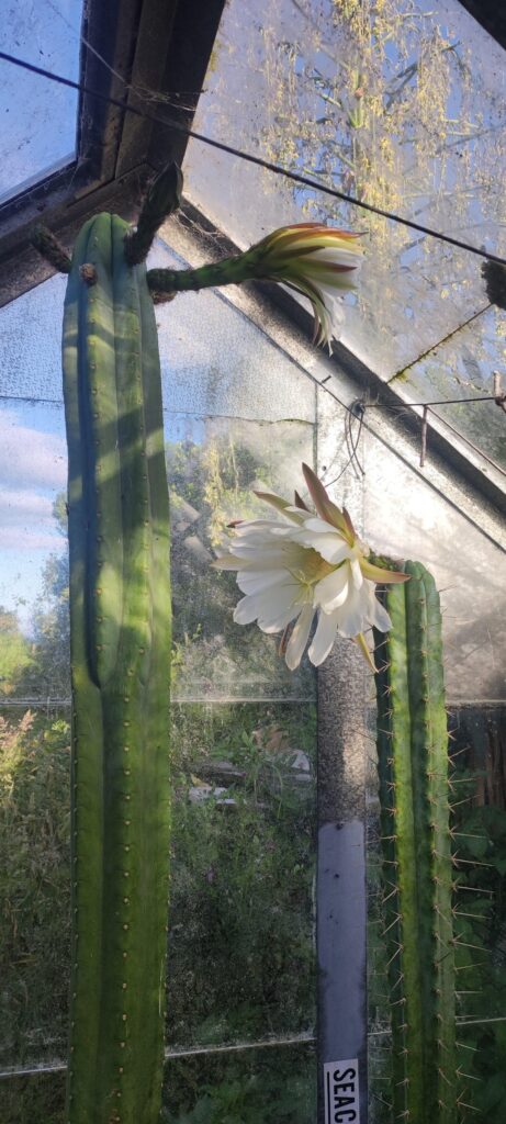 I've had these cacti for nearly 20 years, they're both flowering this year 🥹. (NZ)