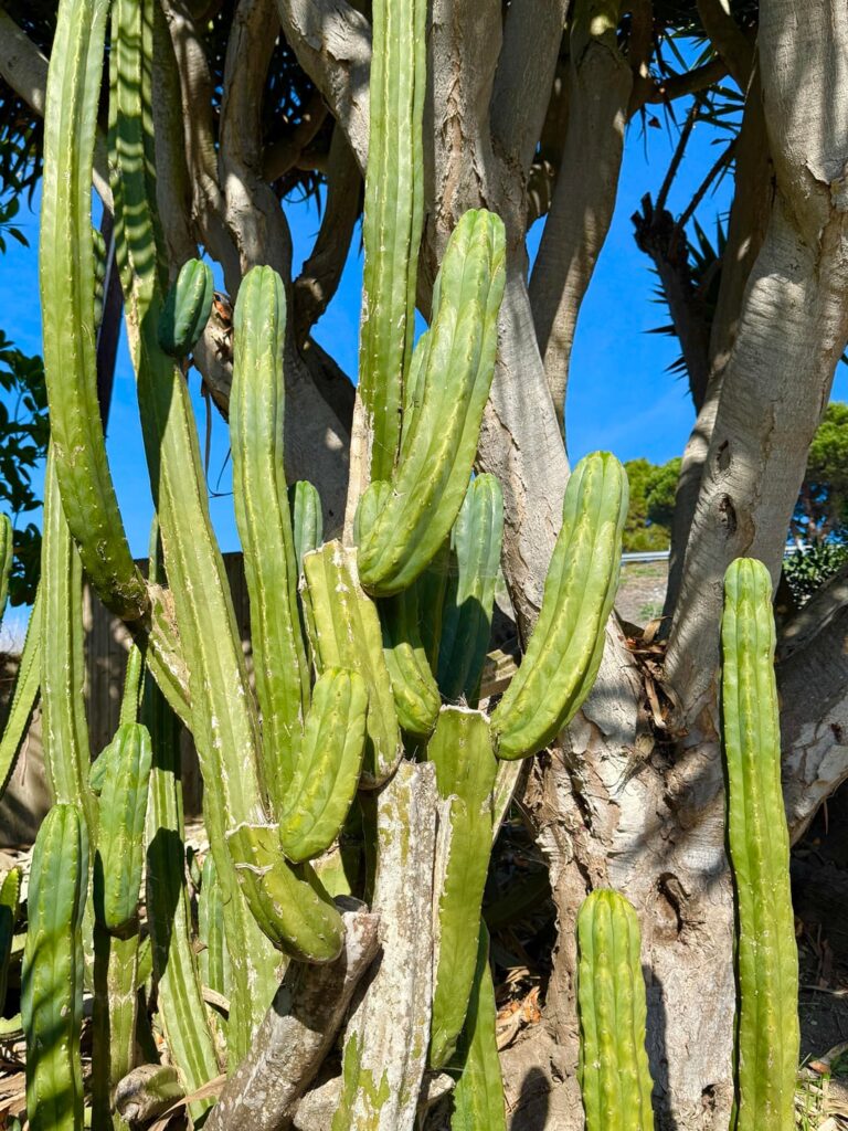Found this guy in my brother’s backyard