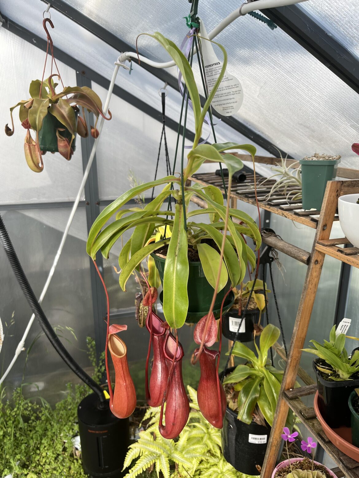 Nepenthes × ventrata is really common, but still a looker