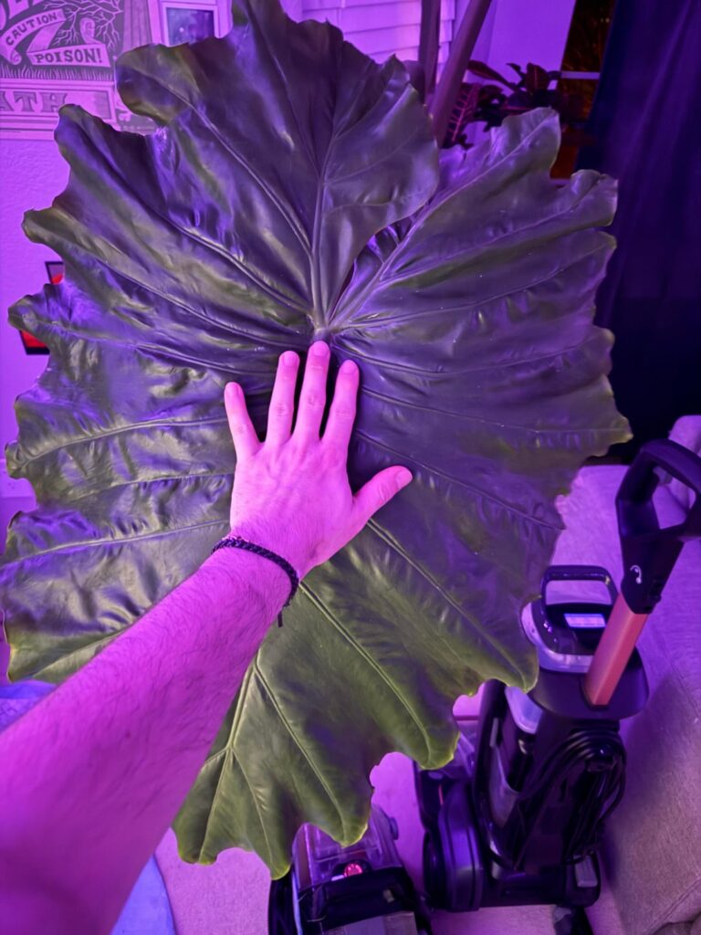 $20 Costco Giant Alocasia