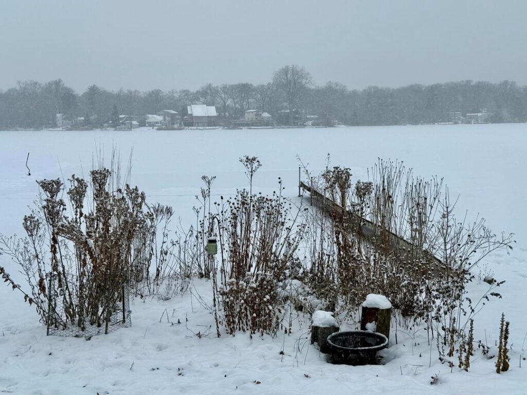 Winter native beauty (plus some late fall pics)