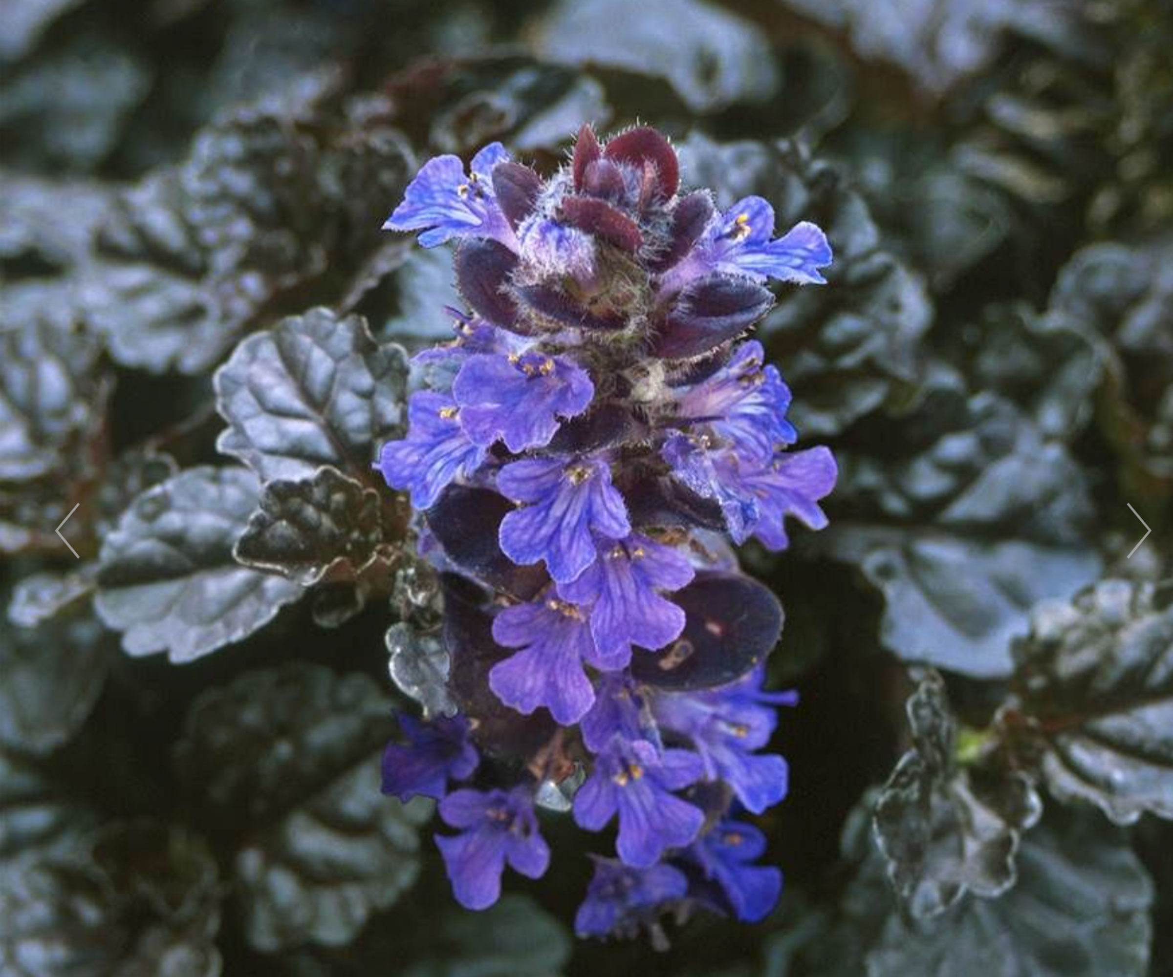 dark blue purple flowers and glossy dark leaves of Black Scallop Bugleweed