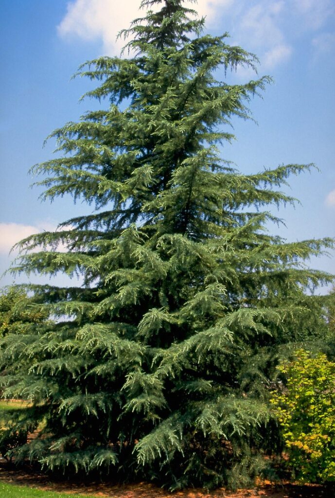 Deodar Cedar cuttings – last update Deodar Cedar cuttings - last update
