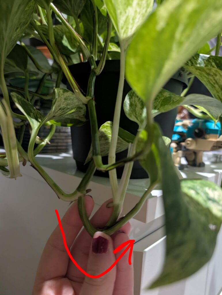 Marble Queen growing back on itself?