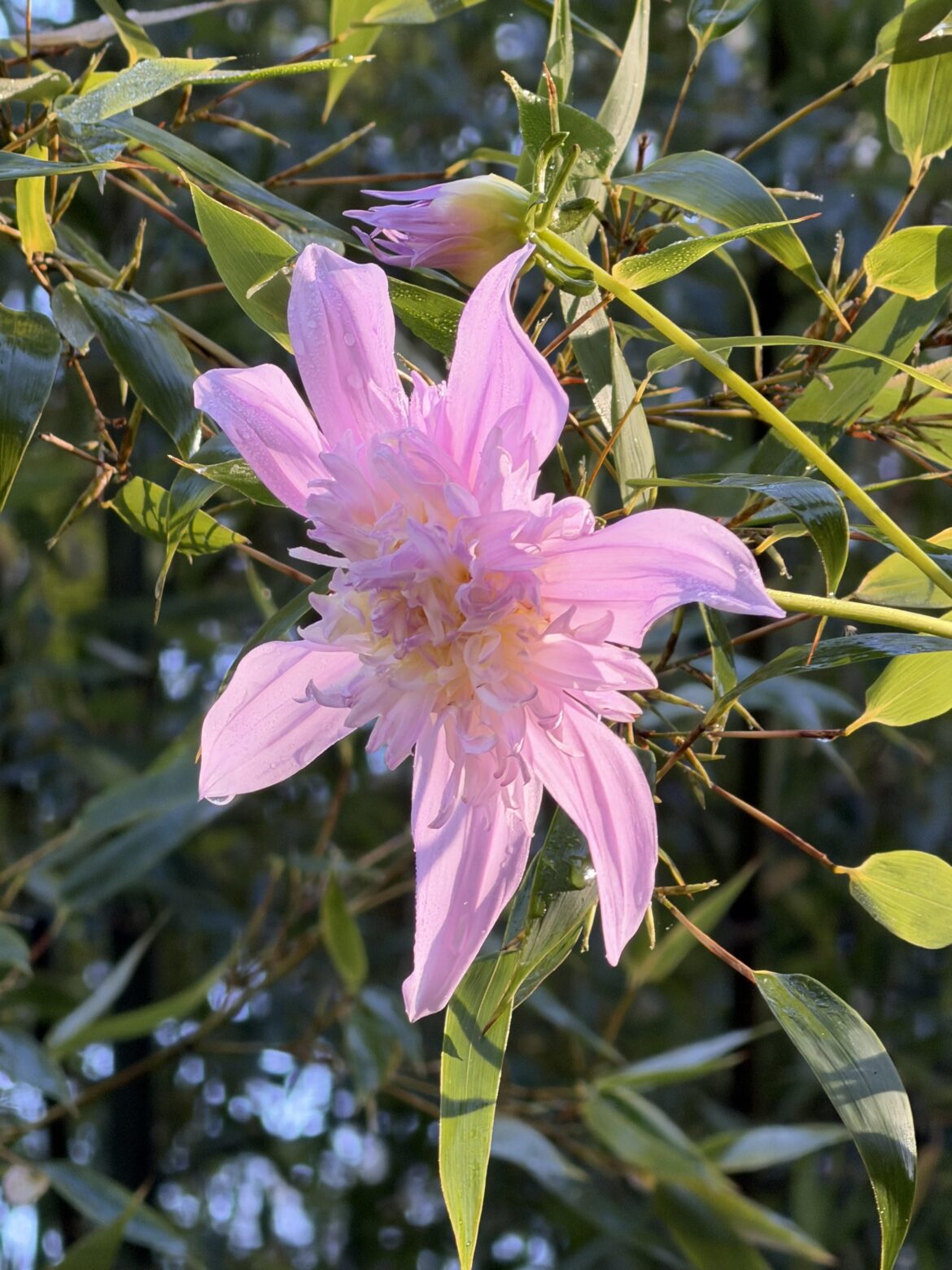 I present for your consideration, Dahlia imperialis “Netty Mink”. Seems my double white got busy with the single pinks, and no one was more surprised than I! Netty Mink is Boontling for “frilly girl,” and we are deep in Boontling territory.