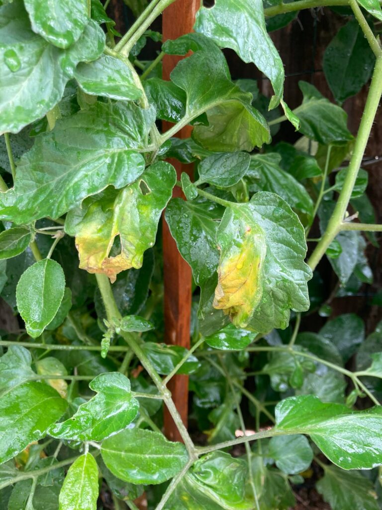 What is wrong with my tomato leaves