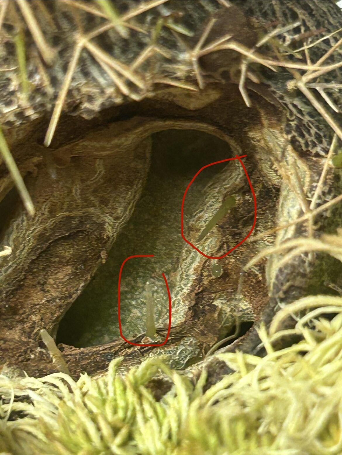 Ant plant growing spines inside a wound