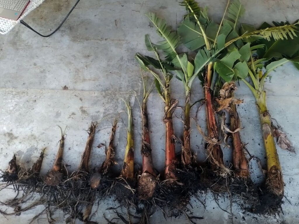 Planting banana trees and harvesting pumpkins Planting banana trees and harvesting pumpkins