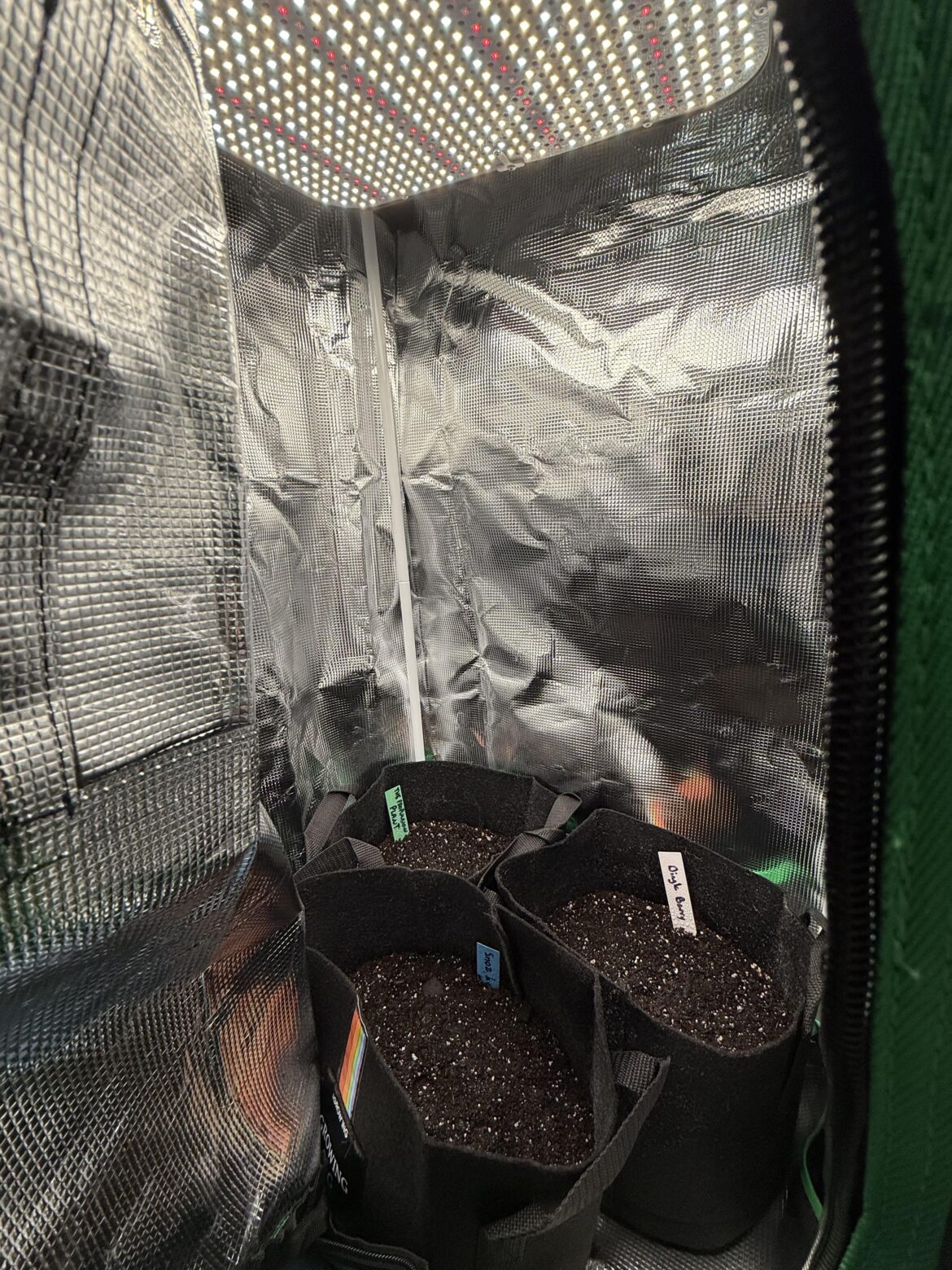 Growing Strawberries On Ship