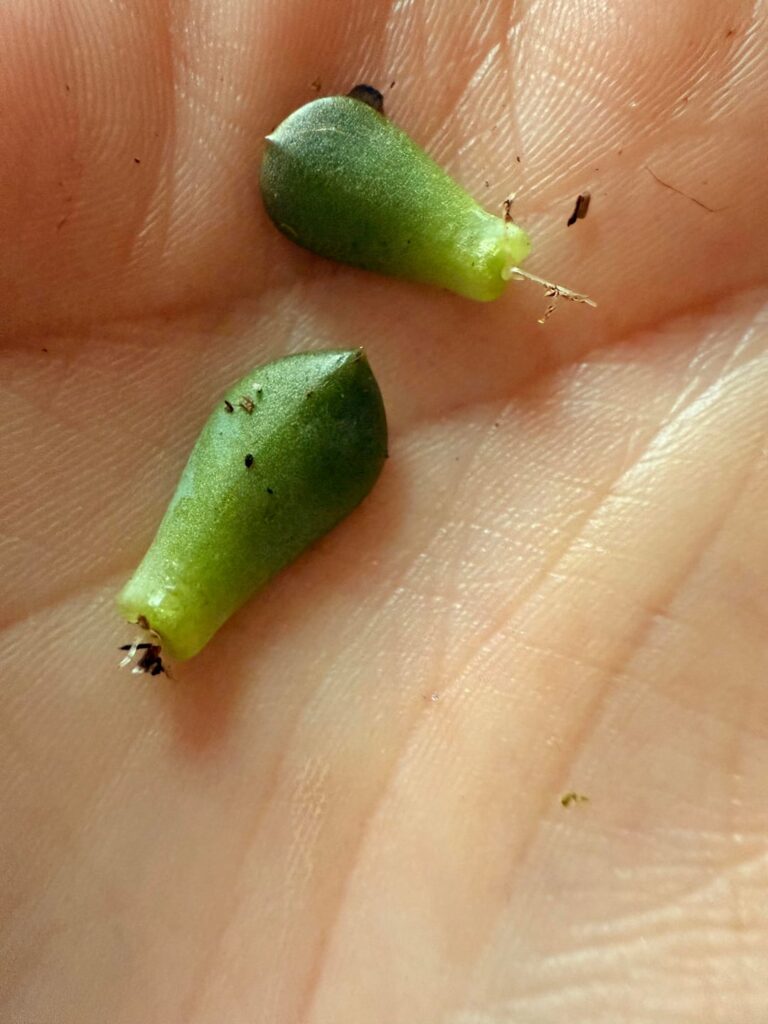 Did I do it?! Are these roots?!