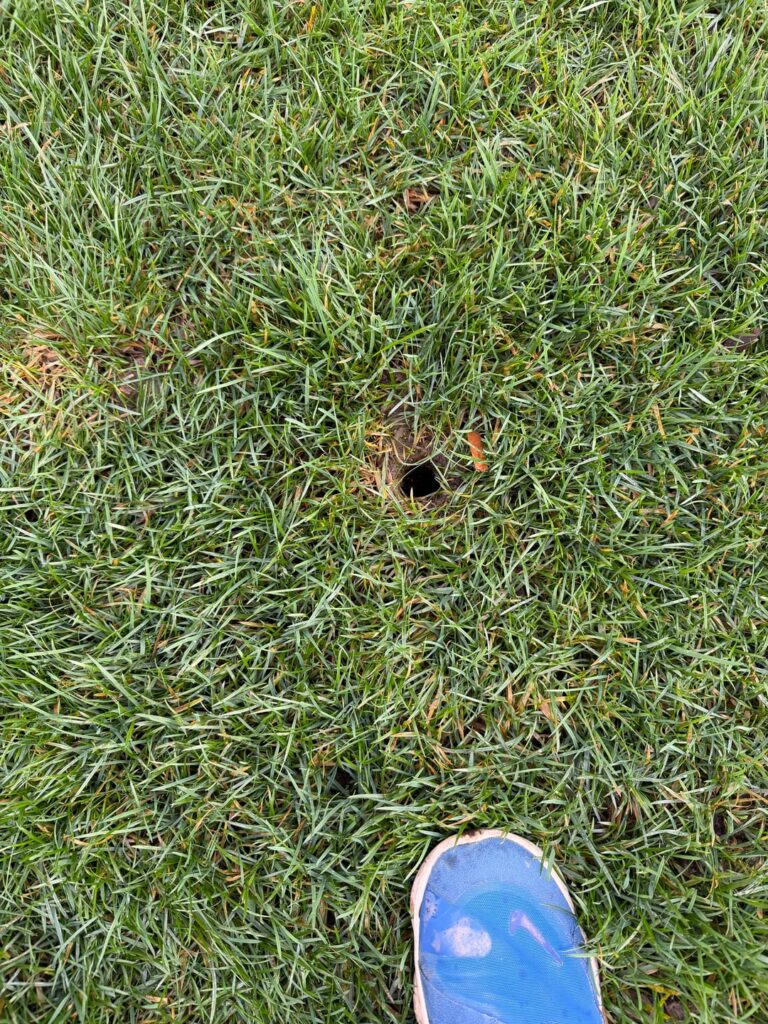 What is digging these holes?