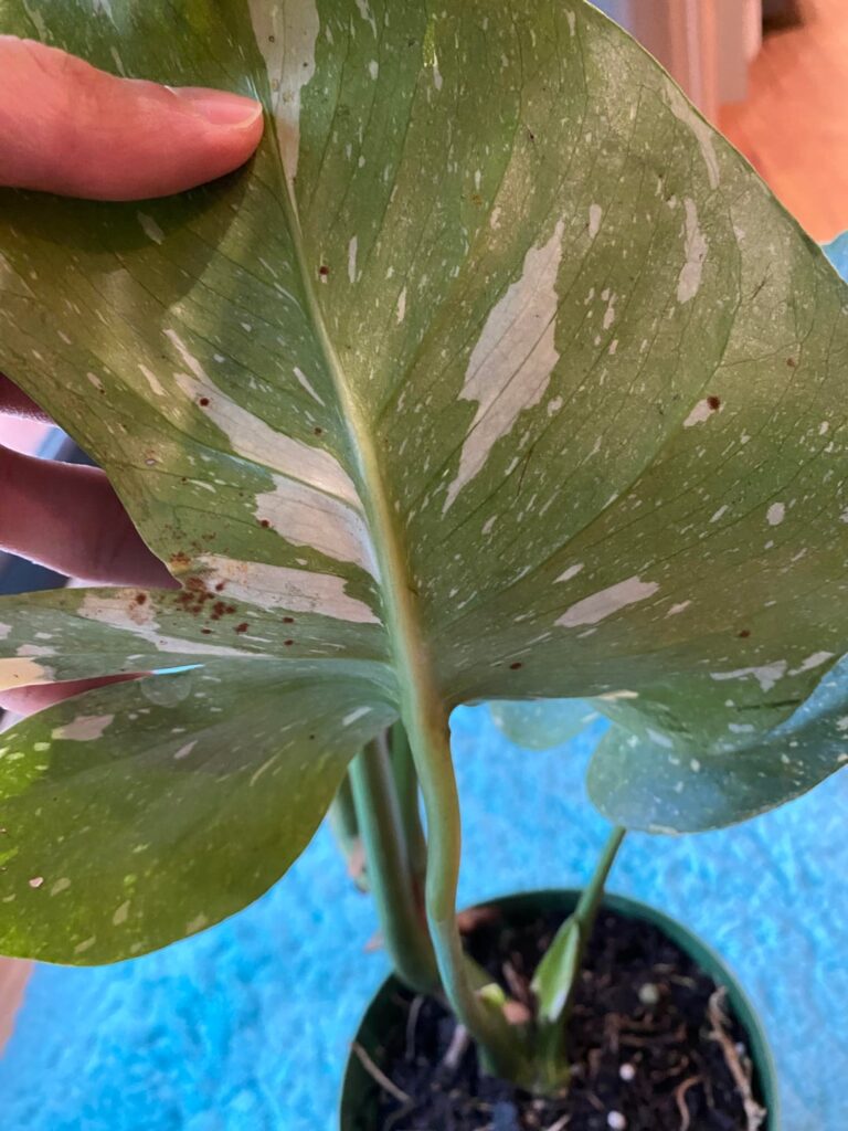 What are your thoughts on these leaves? Rust fungus?