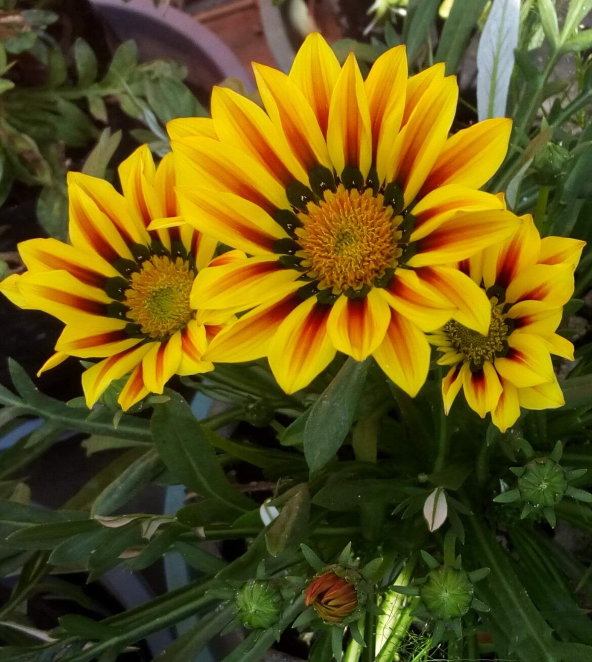 Gazania [OC]
