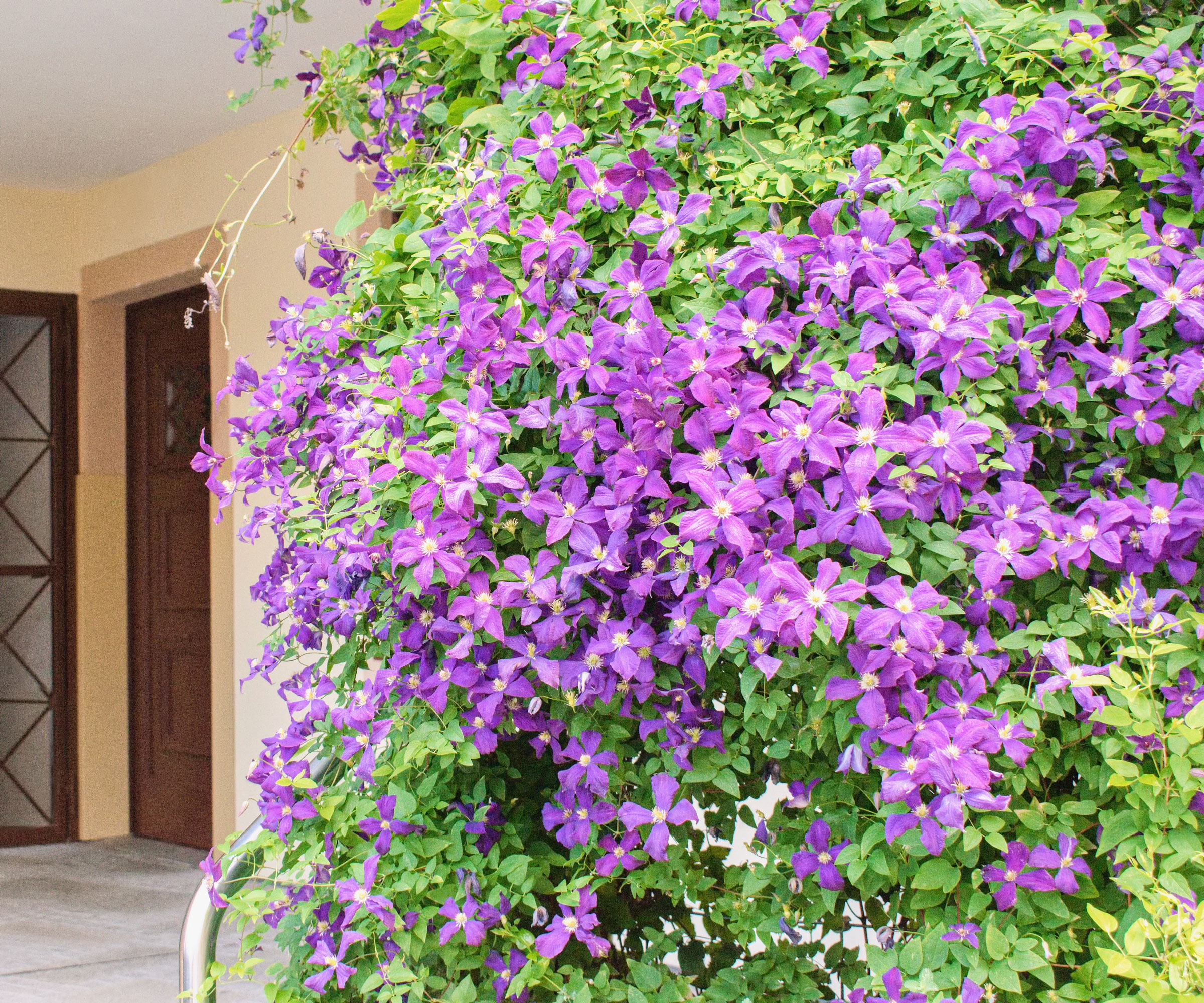 purple clematis in porch