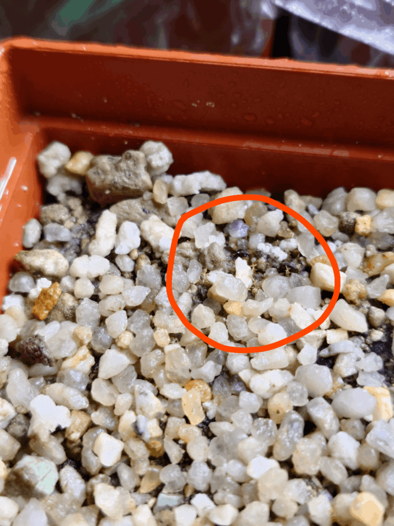 What is growing inside my seeding pots?
