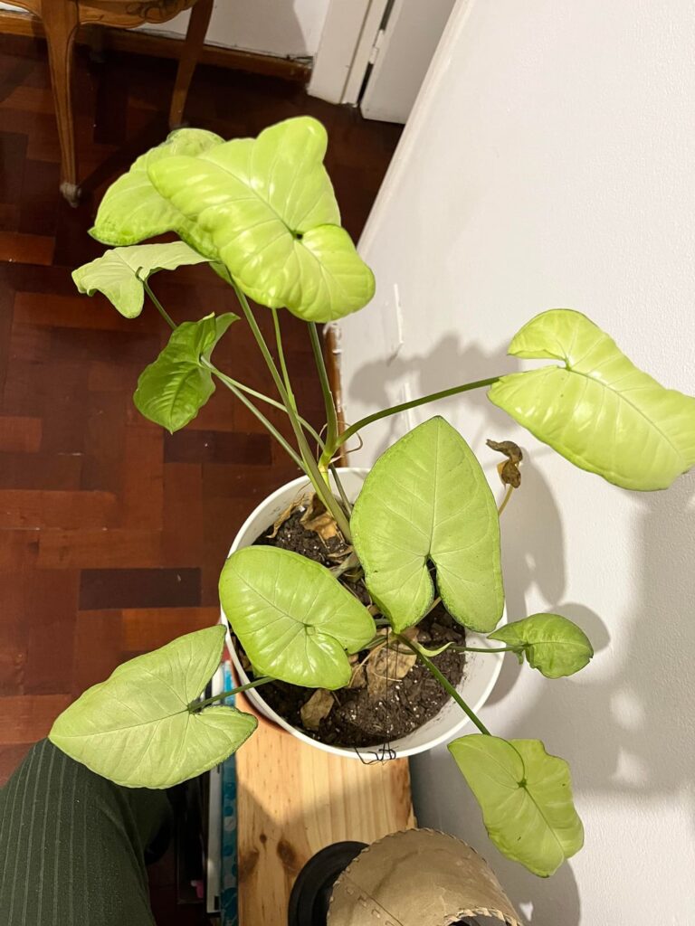I just found this plant on the street and brought it to my house, what kind of plant is it? Is it indoor or outdoor?
