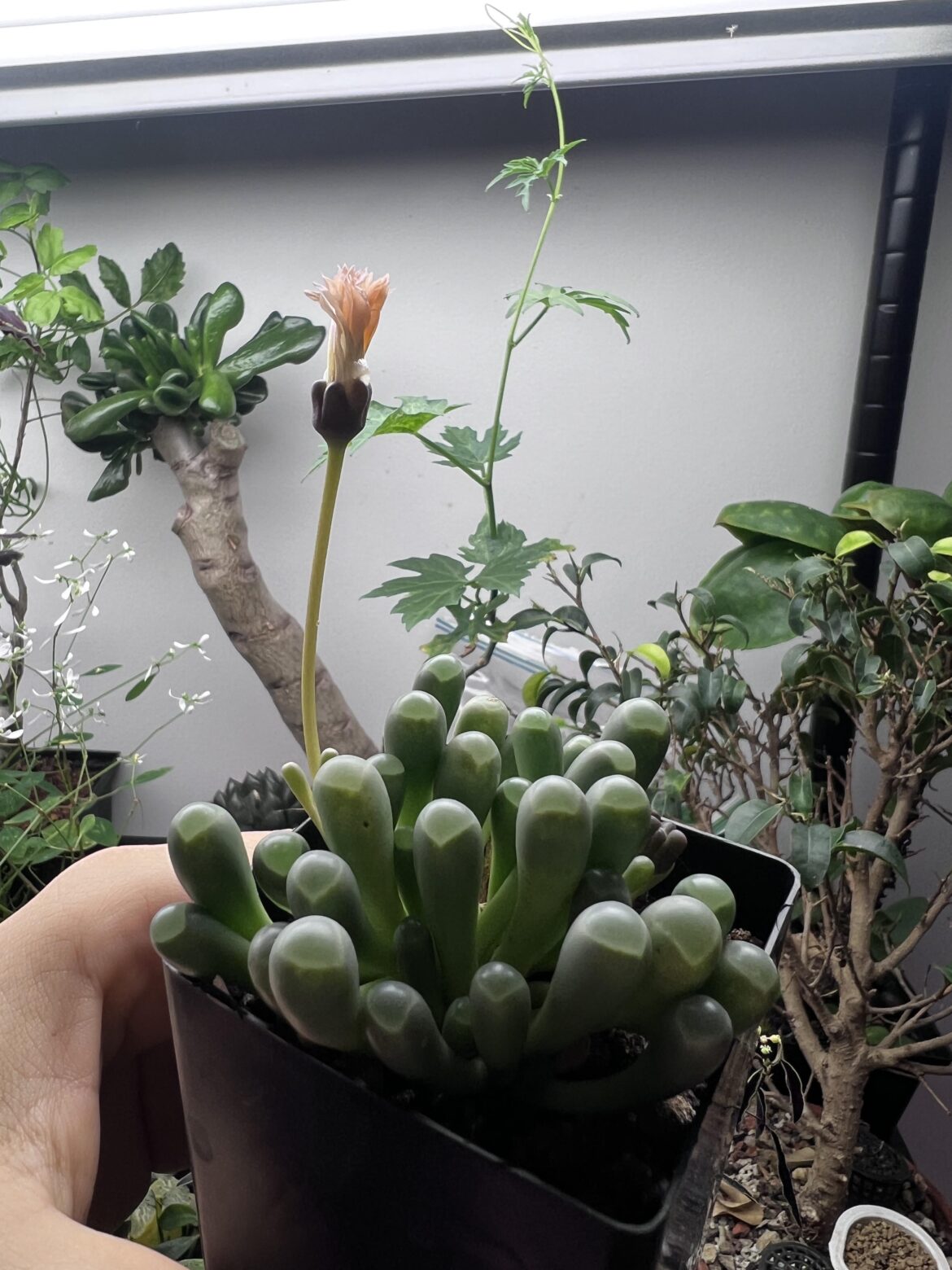 Xmas flower on my baby toes!