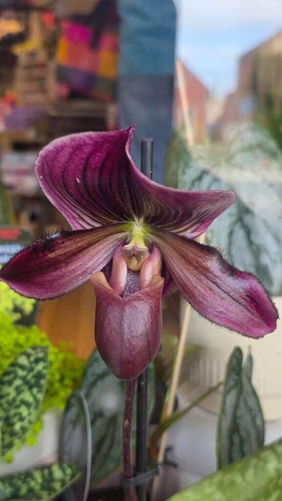 Saw some beautiful orchid in a shop in Melbourne