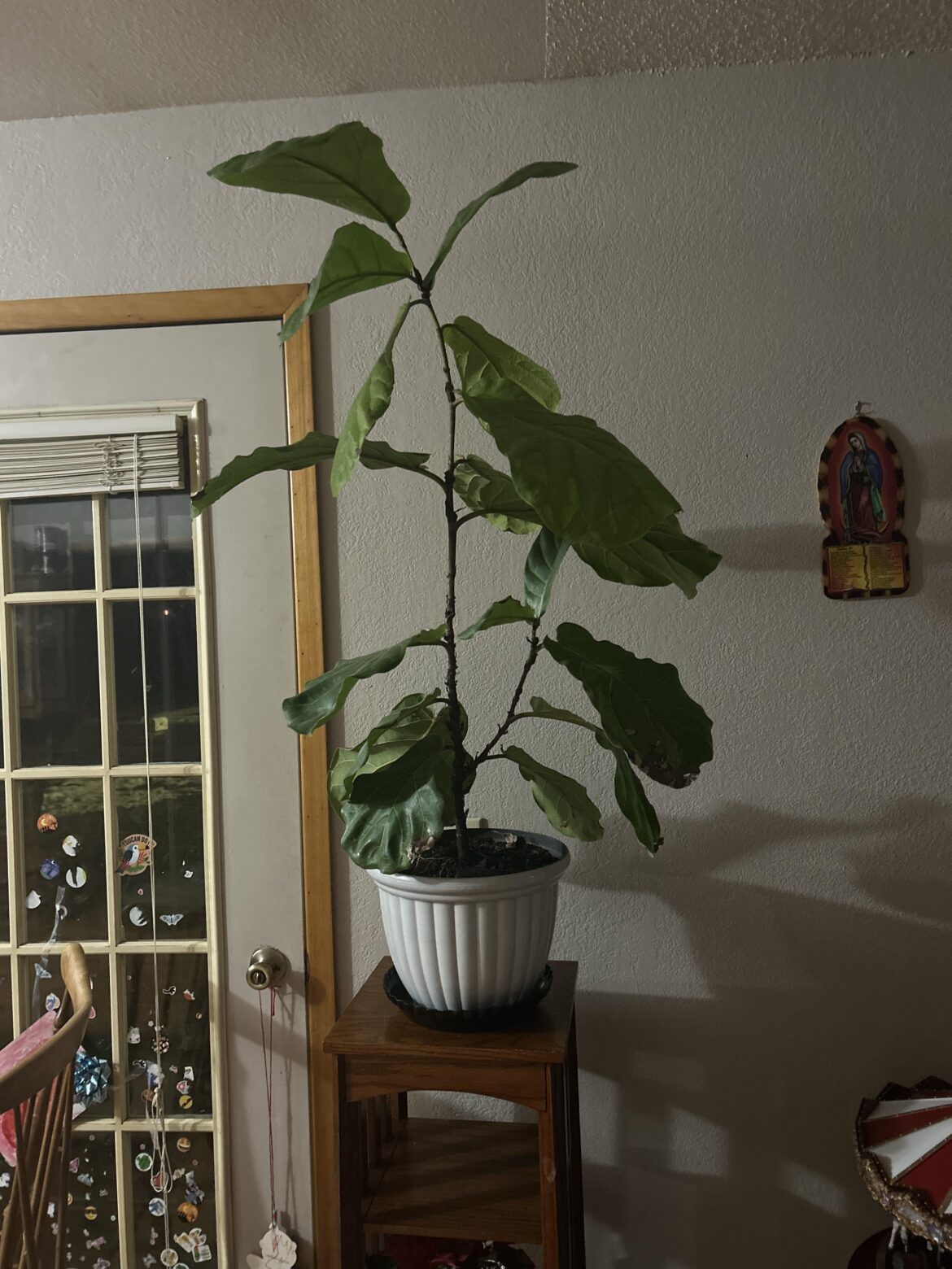 Would you prune? If so where?