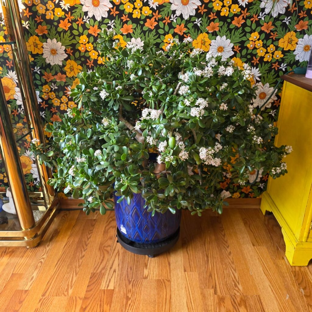 My 7 year old jade bloomed again for the 4th year in a row