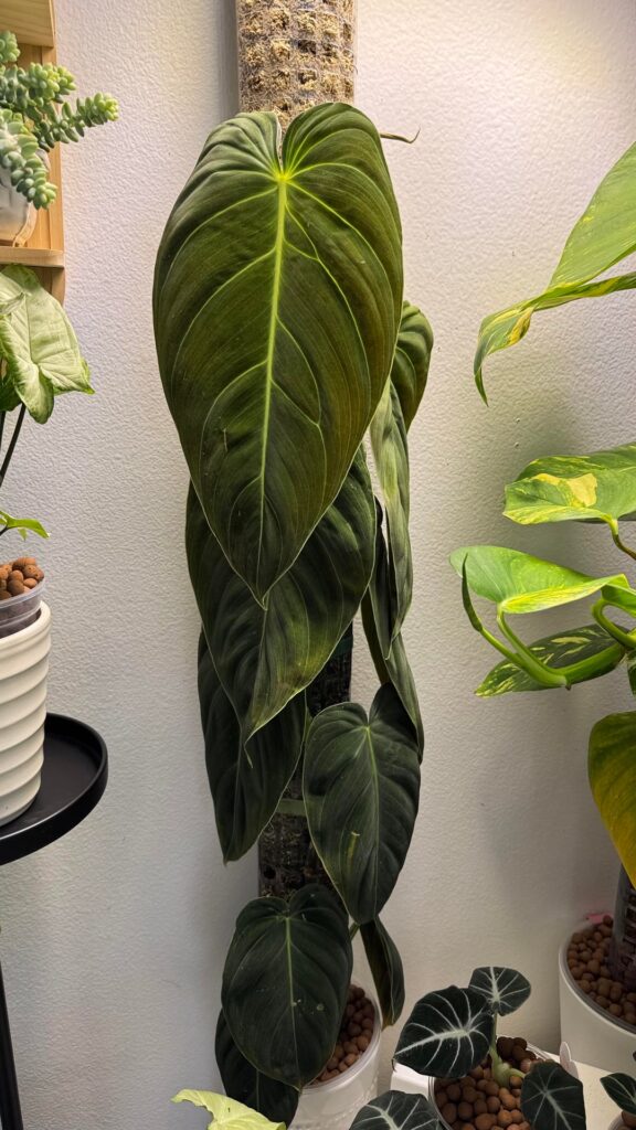 So happy with this Melanochrysum💚 Finally crossed the 12” mark!