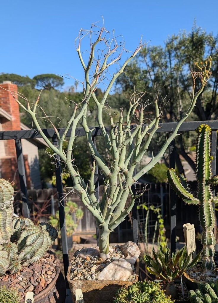 E. gareipina ssp. balsamea parents (male + female plants)