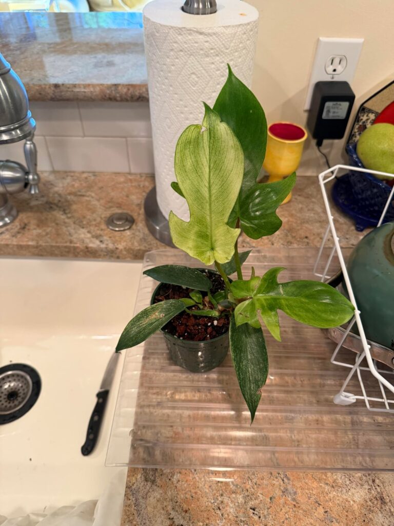 Florida Ghost: negotiated them down because it clearly needs a bit of love, but should I be concerned about any of these marks? Florida Ghost: negotiated them down because it clearly needs a bit of love, but should I be concerned about any of these marks?