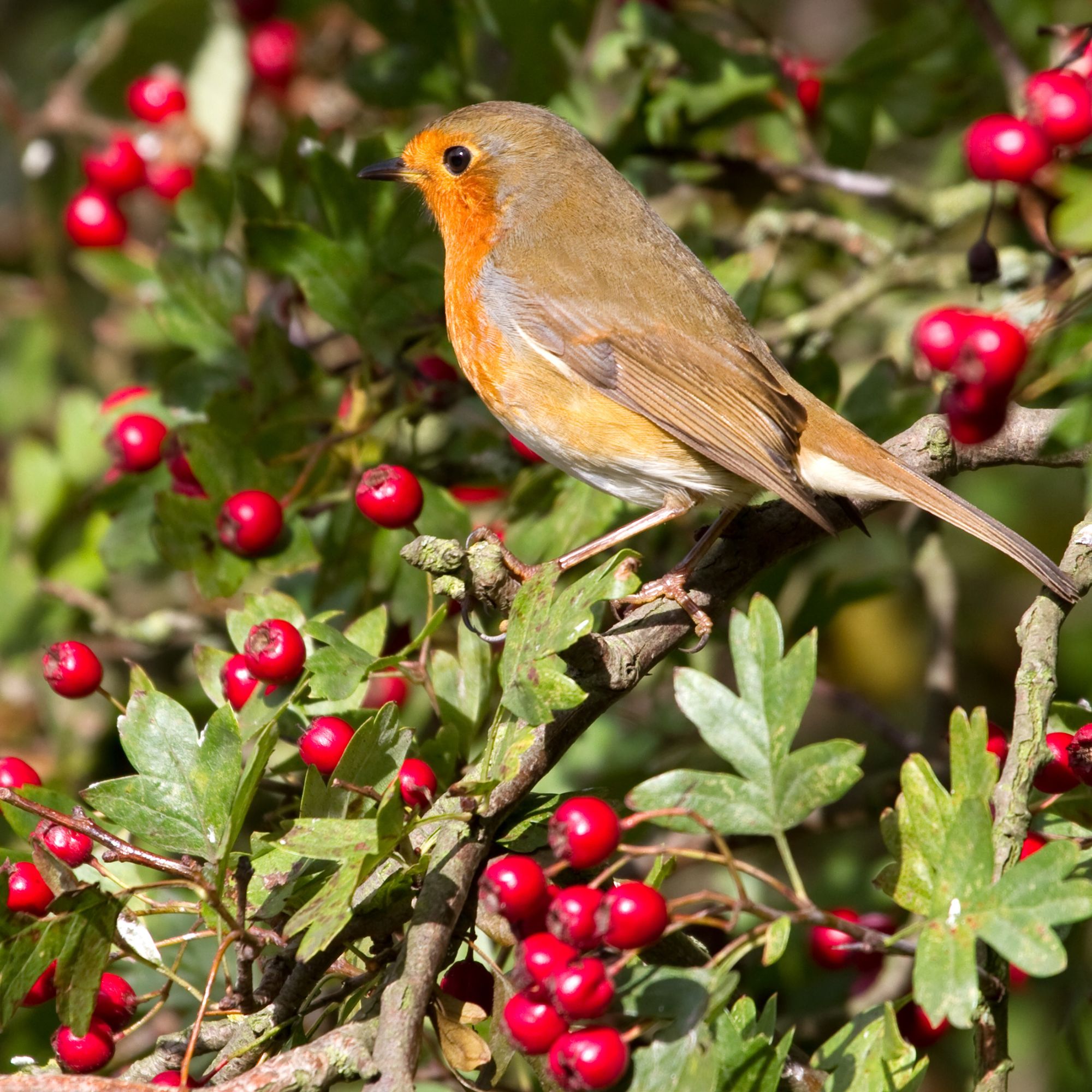 winter garden bush with berries and robin