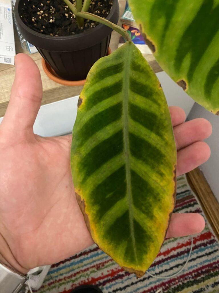 What could’ve possibly made my calathea to start dying? What could've possibly made my calathea to start dying?