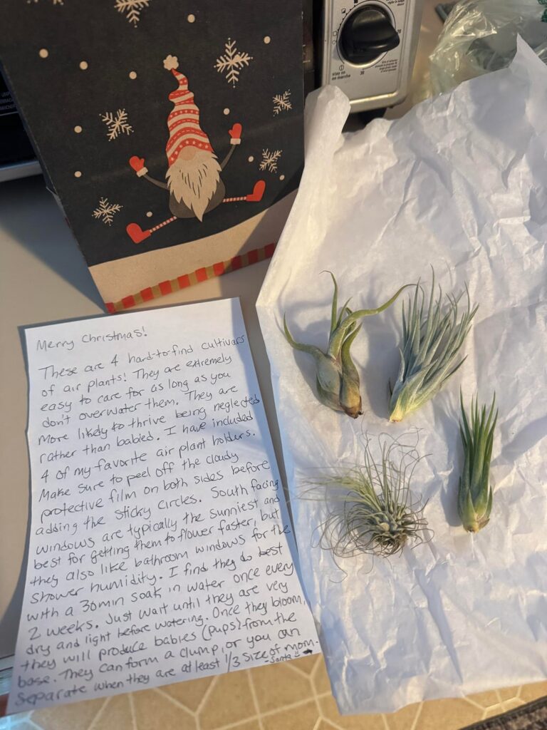 I thought my air plants gift and care sheet would be a hit for a yankee swap party I went to, but it was a major flop 🙃 I thought my air plants gift and care sheet would be a hit for a yankee swap party I went to, but it was a major flop 🙃
