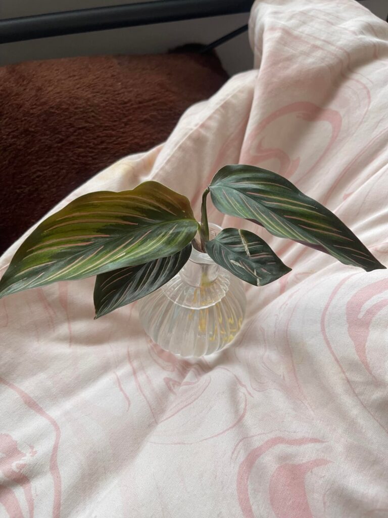 Growing Calatheas in water
