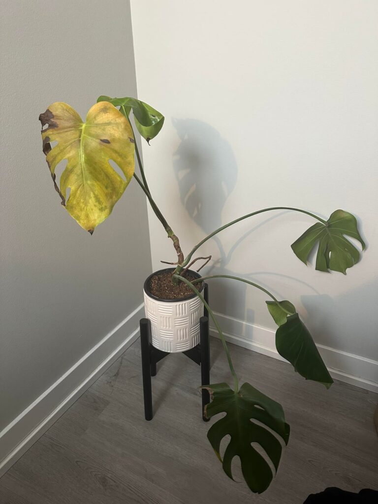 Any advice for this monstera?