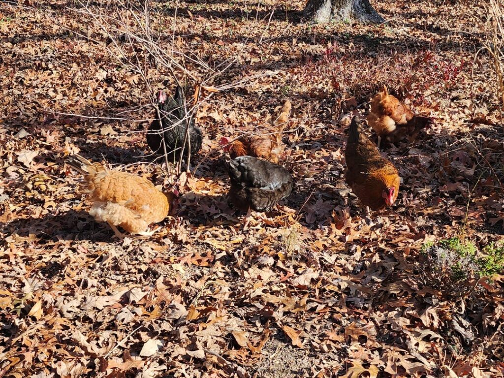 First time Chicken owners!!